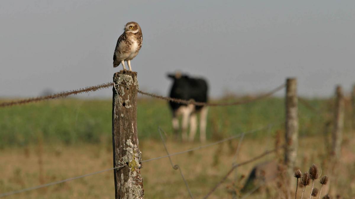 Aseguran que el verano no traer temperaturas extremas que perjudiquen la cosecha Foto Pablo Aeli